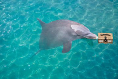 dolphin-turquoise-water-photomount_79295-11054 (1) Kopie